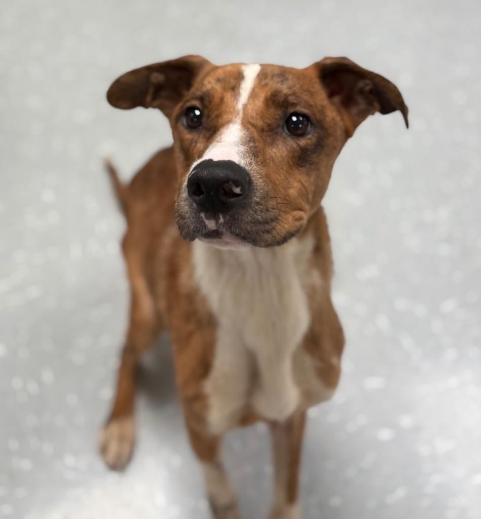 Enlarge Enid, a ADOPTABLE mixed breed in New Philadelphia, OH image 1/1