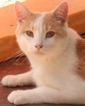 Oscar, Adoptable, Adult Male Domestic Short Hair.