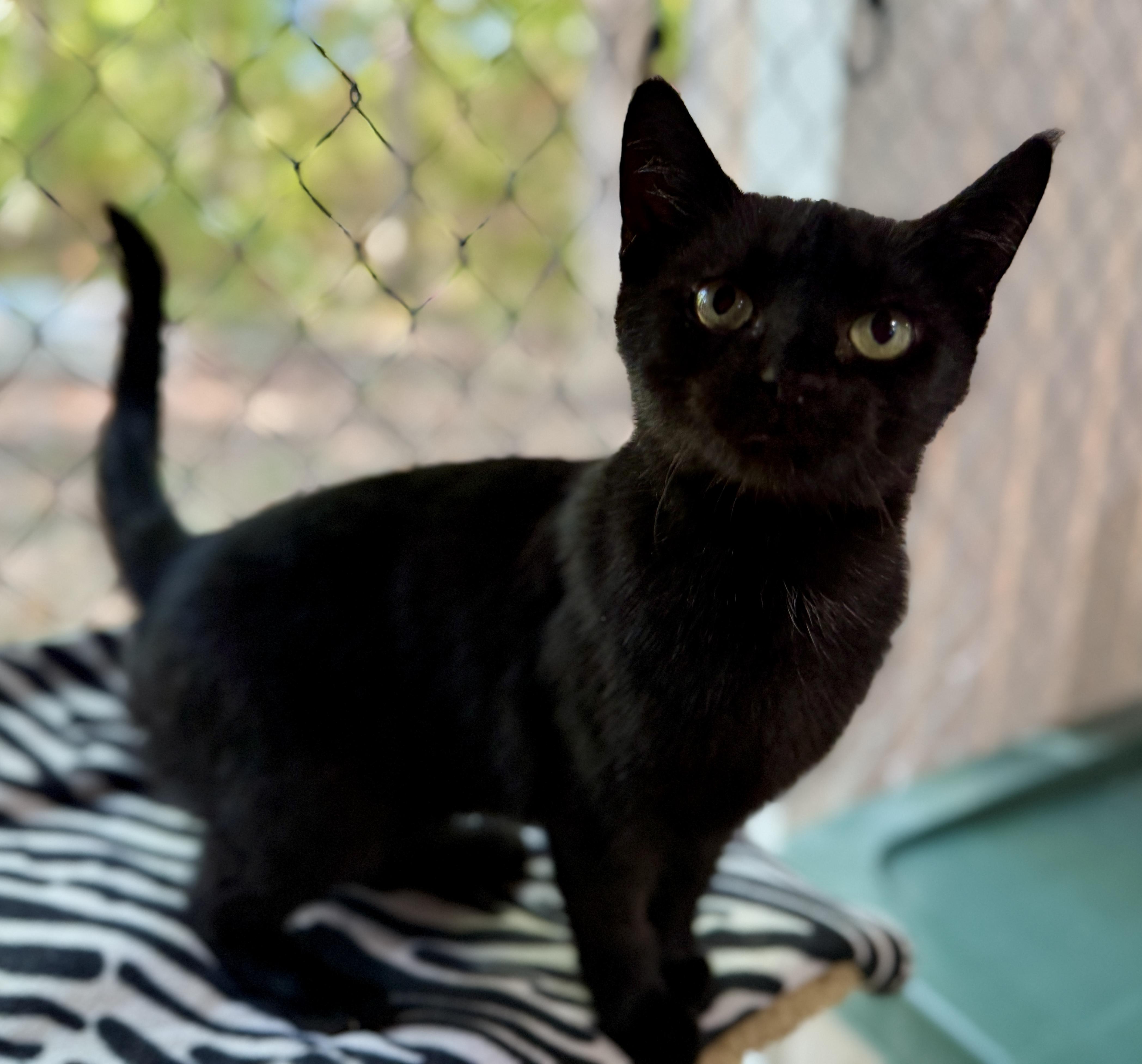 Salem, Adoptable, Young Female Domestic Short Hair.
