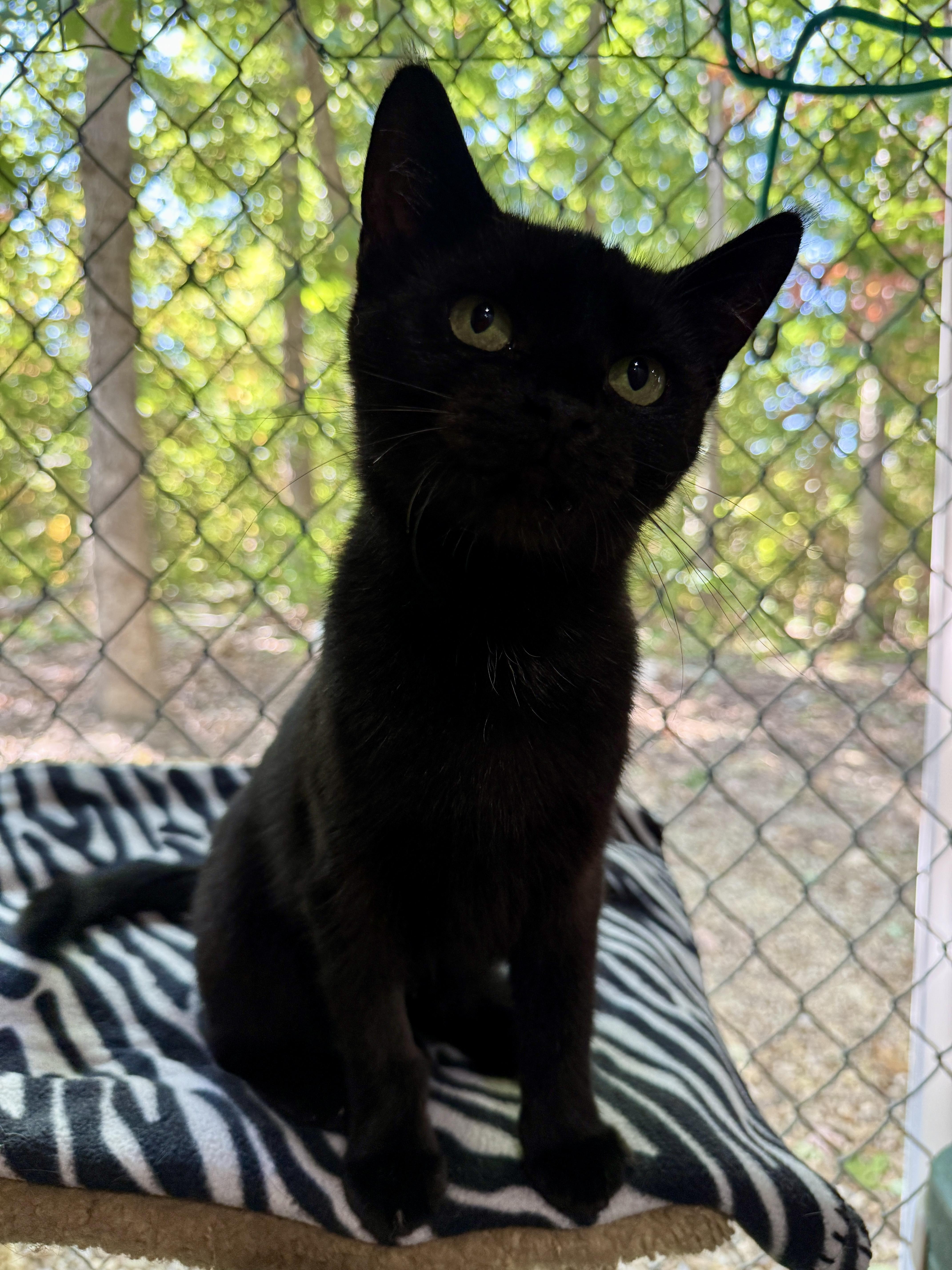 Salem, Adoptable, Young Female Domestic Short Hair.