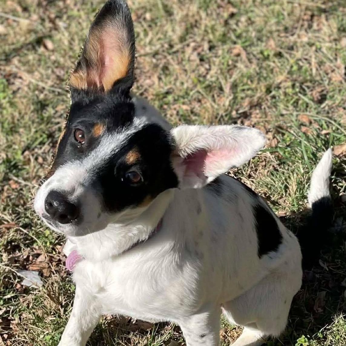 Enlarge Ellie, an adopted mixed breed in Williston, VT image 2/6