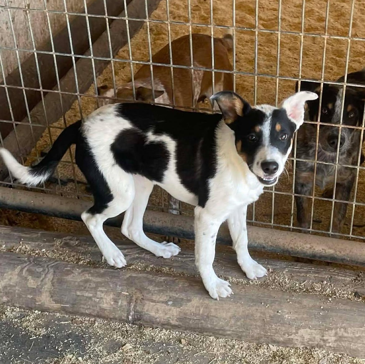 Enlarge Ellie, an adopted mixed breed in Williston, VT image 4/6