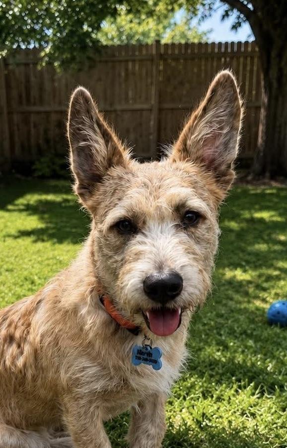 Valentino aka Marvin, Adoptable, Puppy Male Corgi & Cairn Terrier.