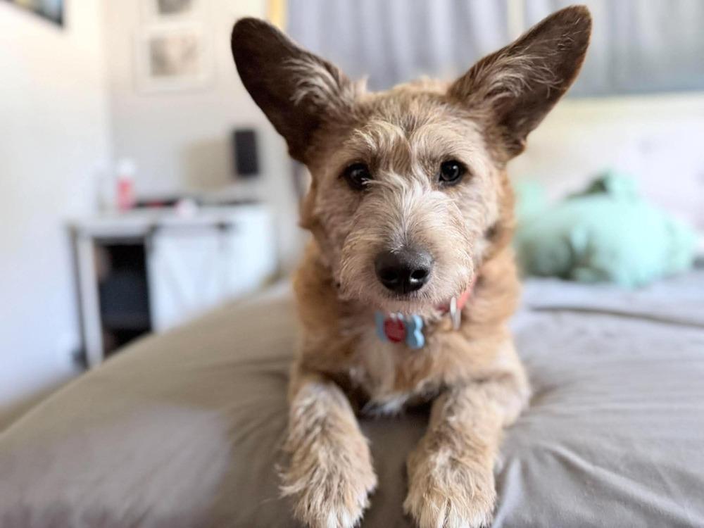 Enlarge Valentino aka Marvin, a Adoptable mixed breed in Syracuse, NY image 2/6