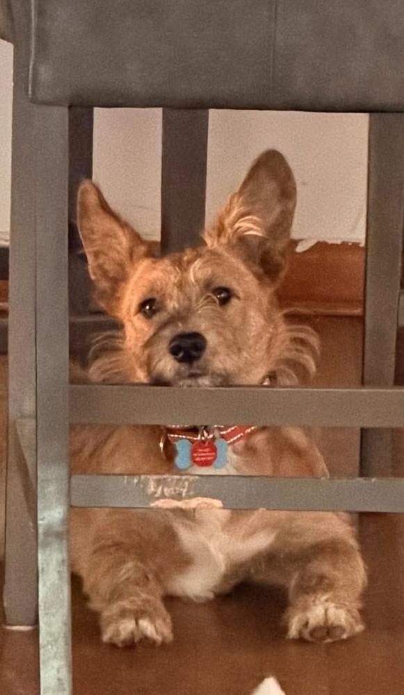 Enlarge Valentino aka Marvin, a Adoptable mixed breed in Syracuse, NY image 3/6