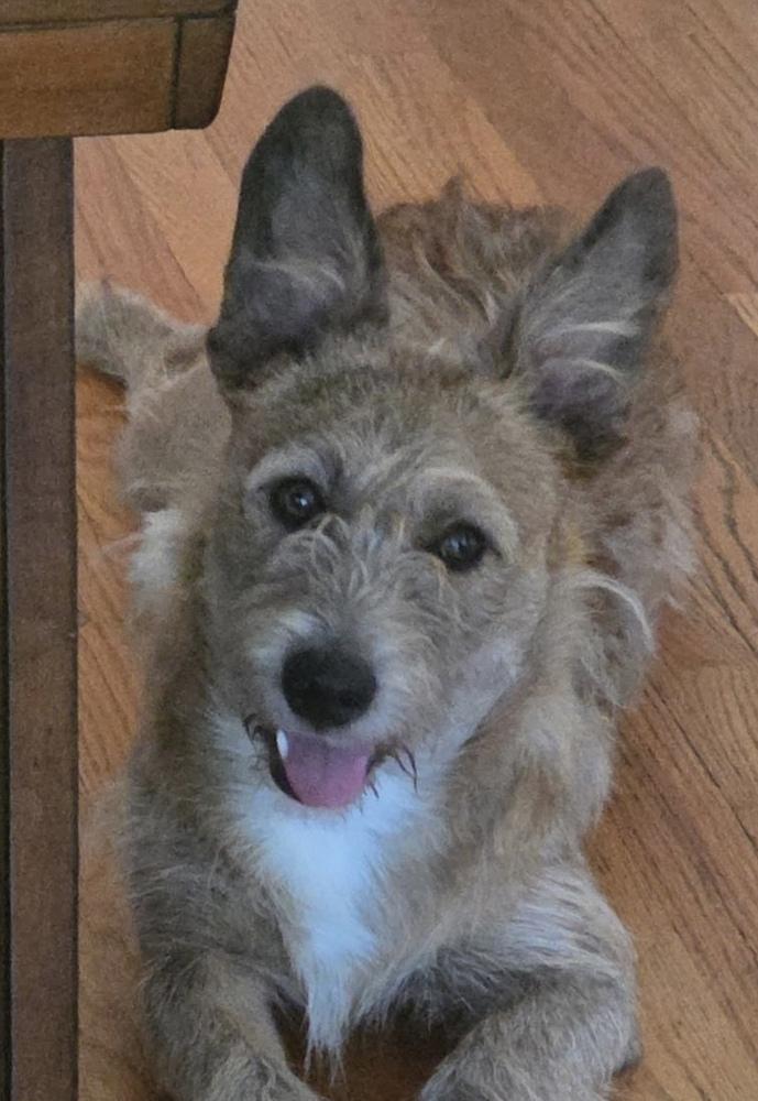 Enlarge Valentino aka Marvin, a Adoptable mixed breed in Syracuse, NY image 4/6