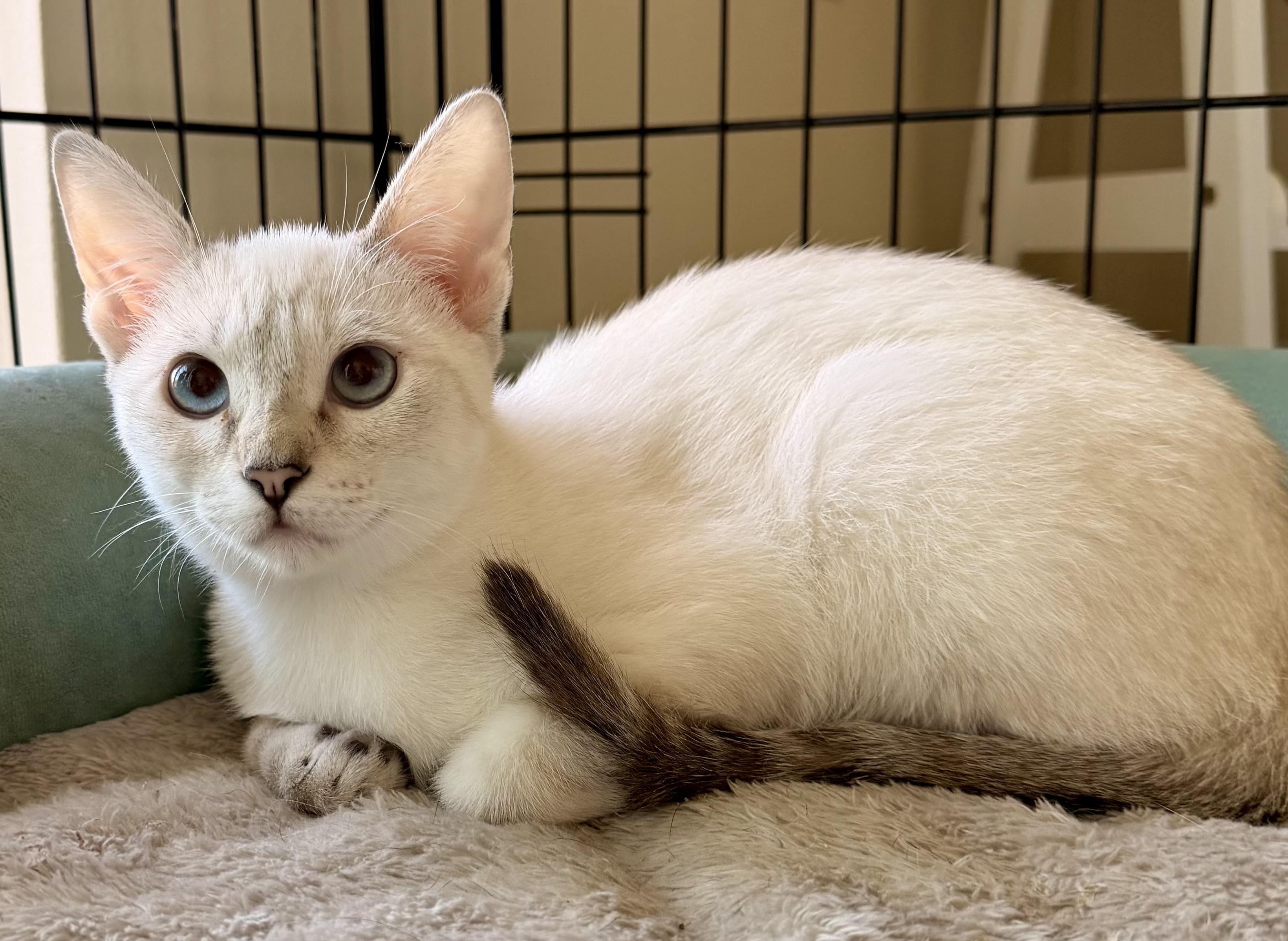 Fiona, Adopted, Kitten Female Siamese.