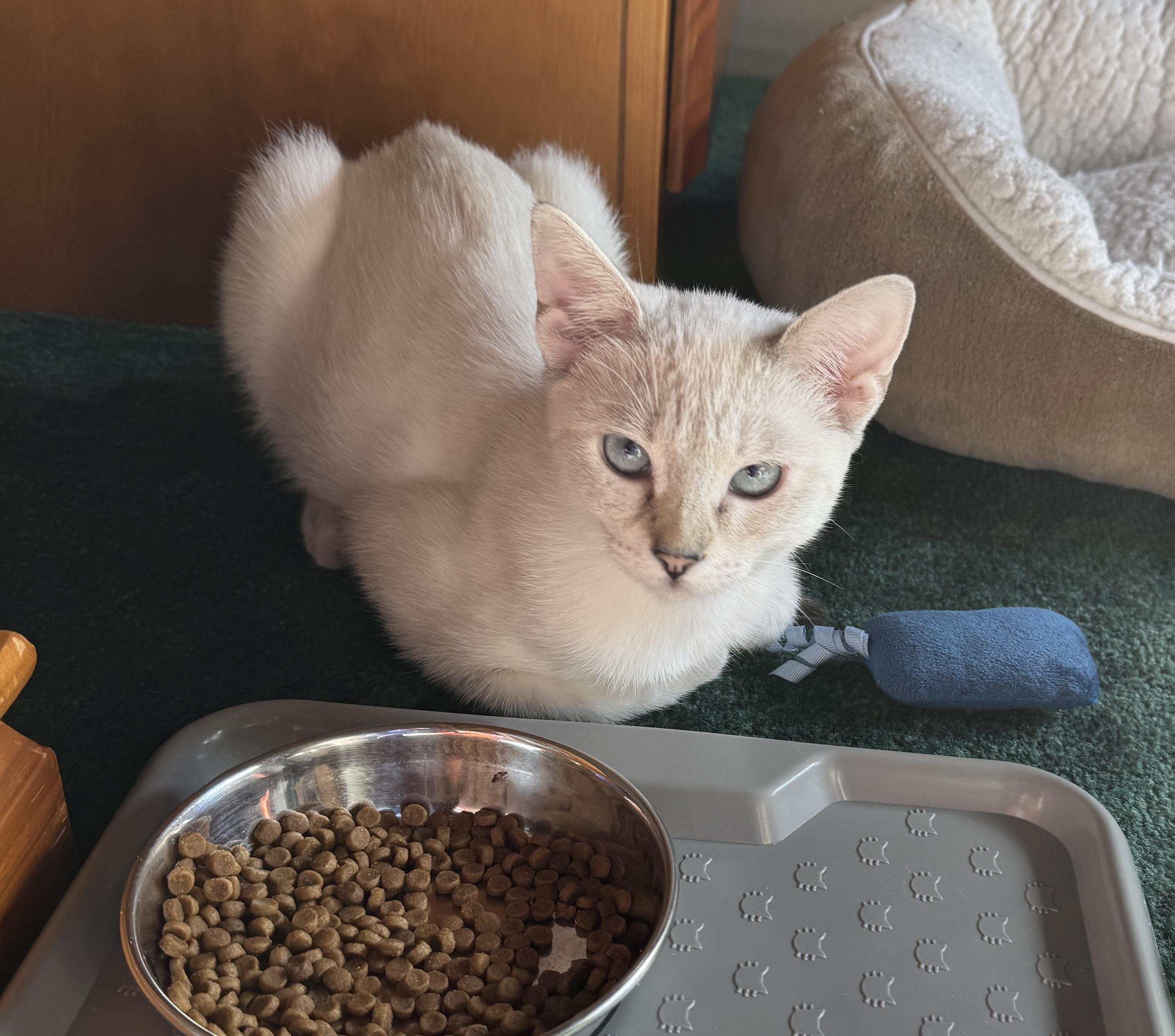 Enlarge Fiona, a Adopted mixed breed in Woodinville, WA image 5/5