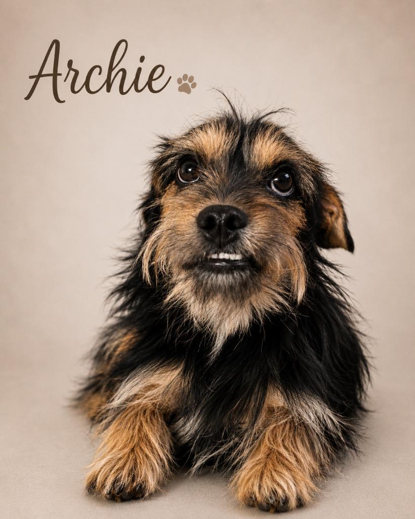Enlarge ARCHIE, a Adoptable Yorkshire Terrier in Crossville, TN image 1/6