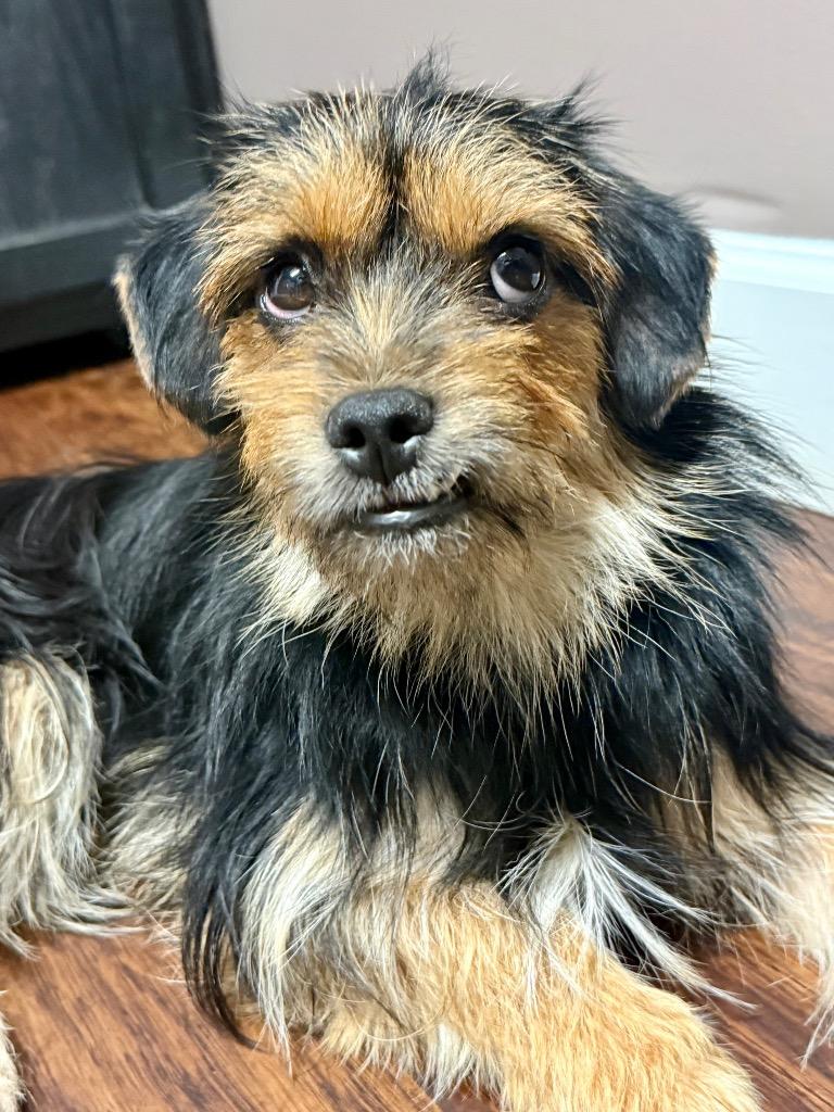 Enlarge ARCHIE, a Adoptable Yorkshire Terrier in Crossville, TN image 2/6