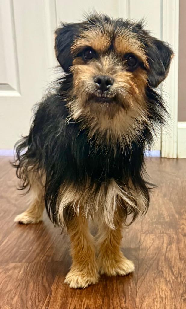 Enlarge ARCHIE, a Adoptable Yorkshire Terrier in Crossville, TN image 3/6