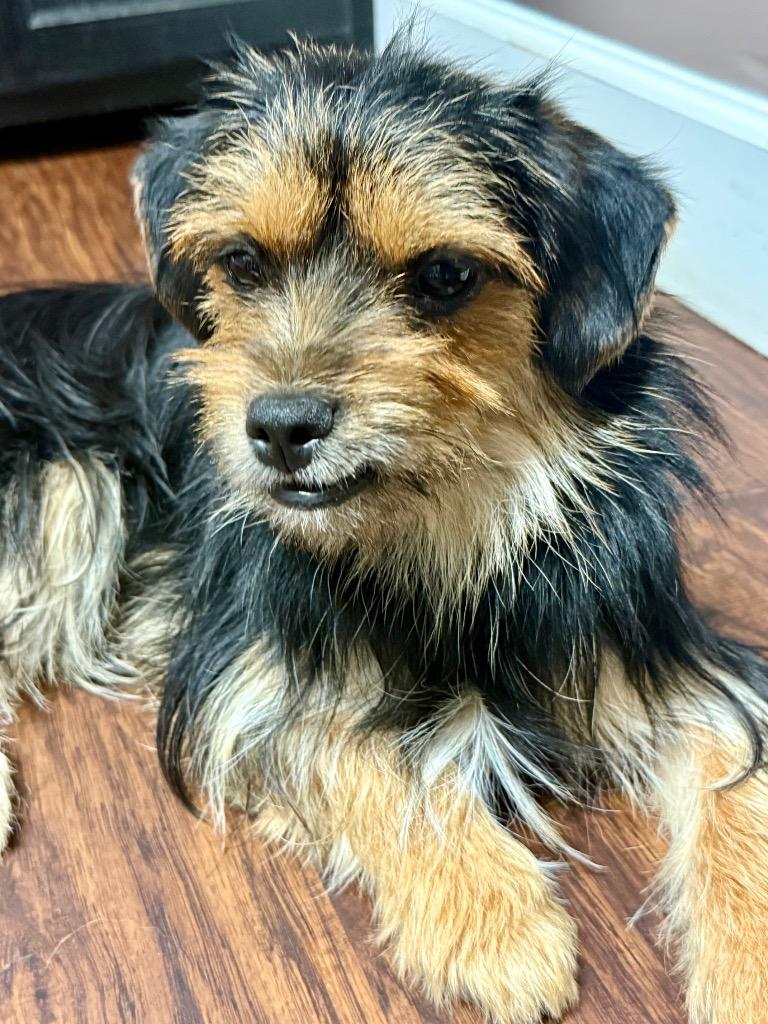 Enlarge ARCHIE, a Adoptable Yorkshire Terrier in Crossville, TN image 4/6