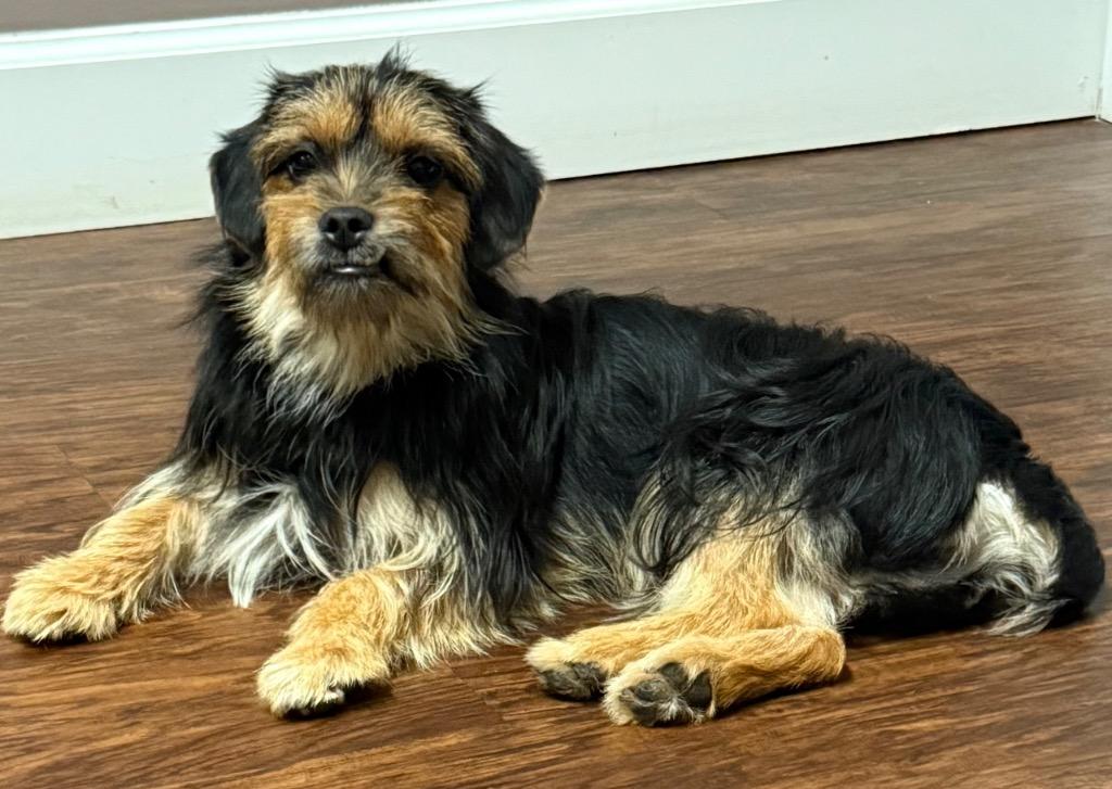 Enlarge ARCHIE, a Adoptable Yorkshire Terrier in Crossville, TN image 6/6
