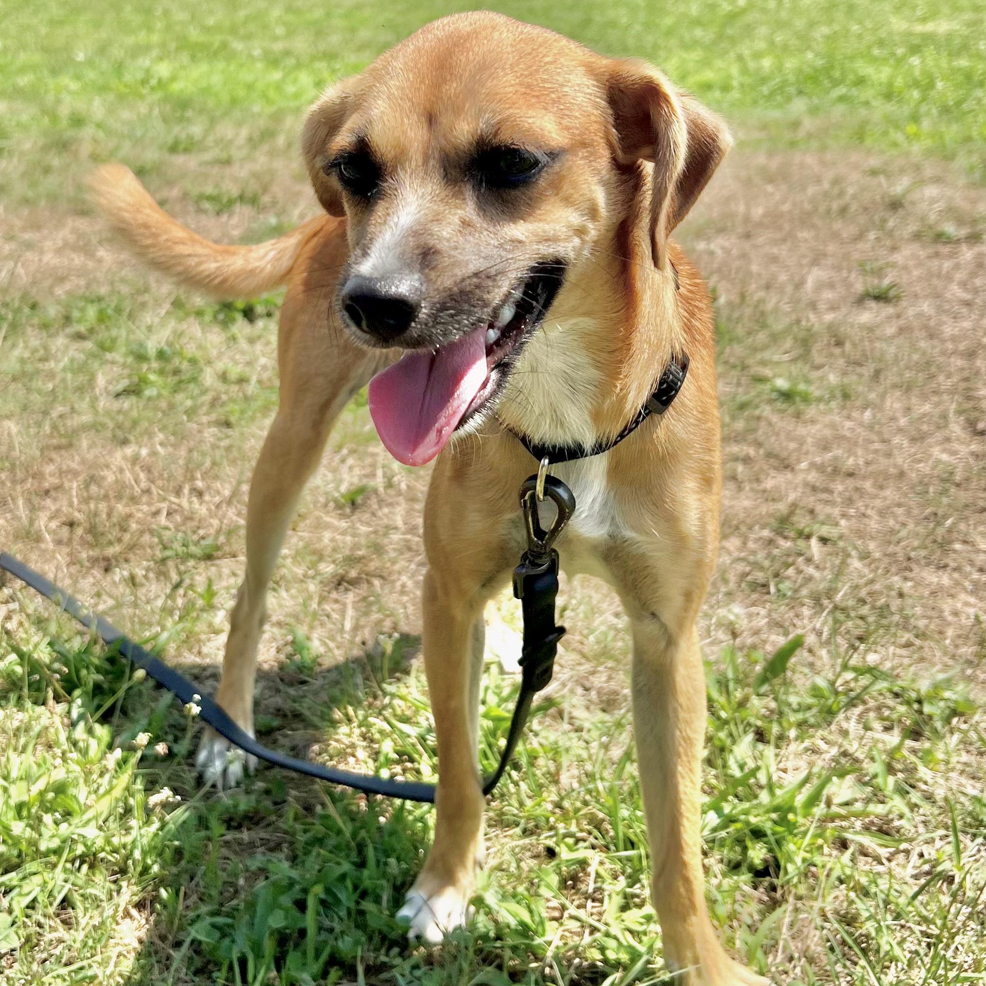 Enlarge Sylvia, a Adoptable mixed breed in Forest Hills, NY image 1/6