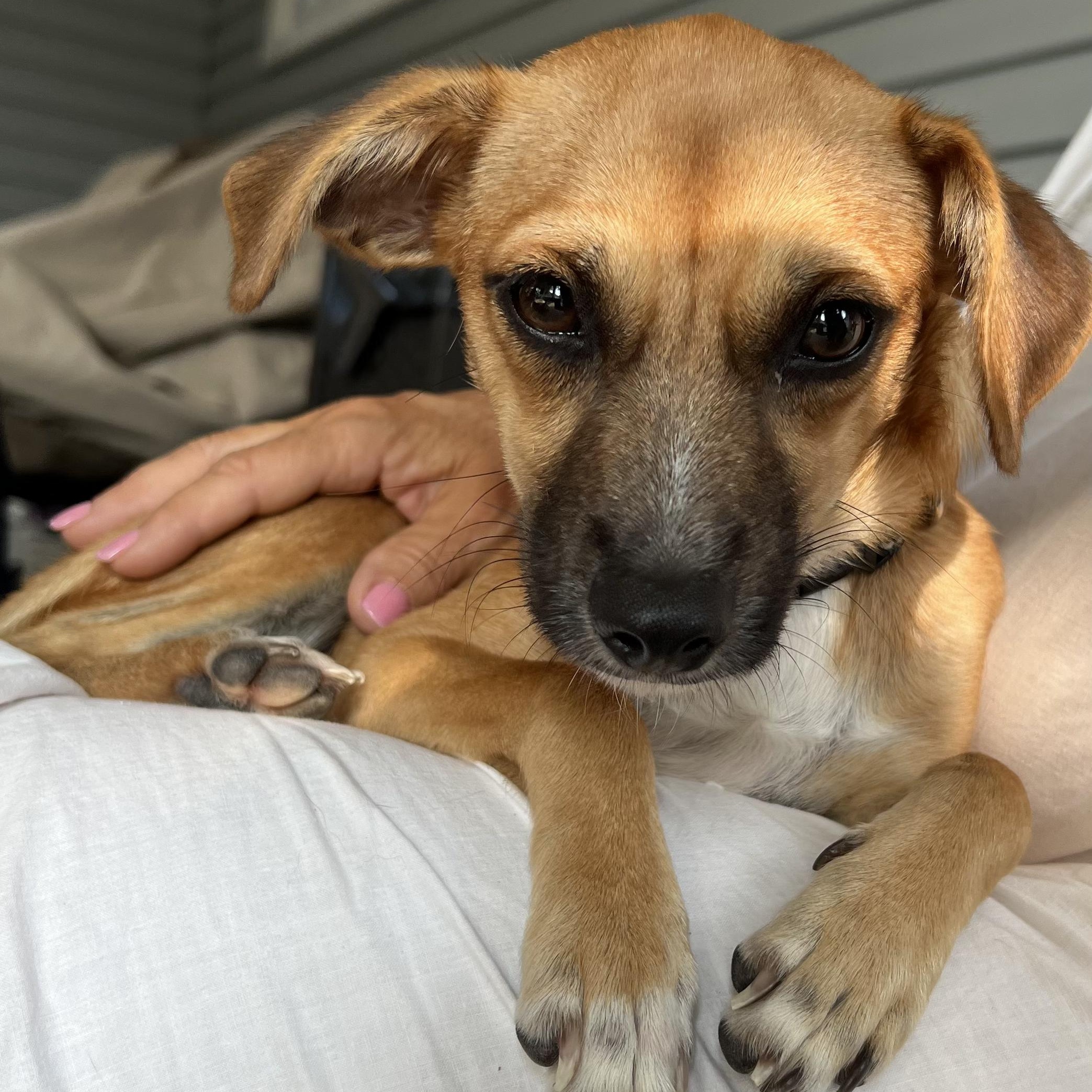 Enlarge Sylvia, a Adoptable mixed breed in Forest Hills, NY image 5/6