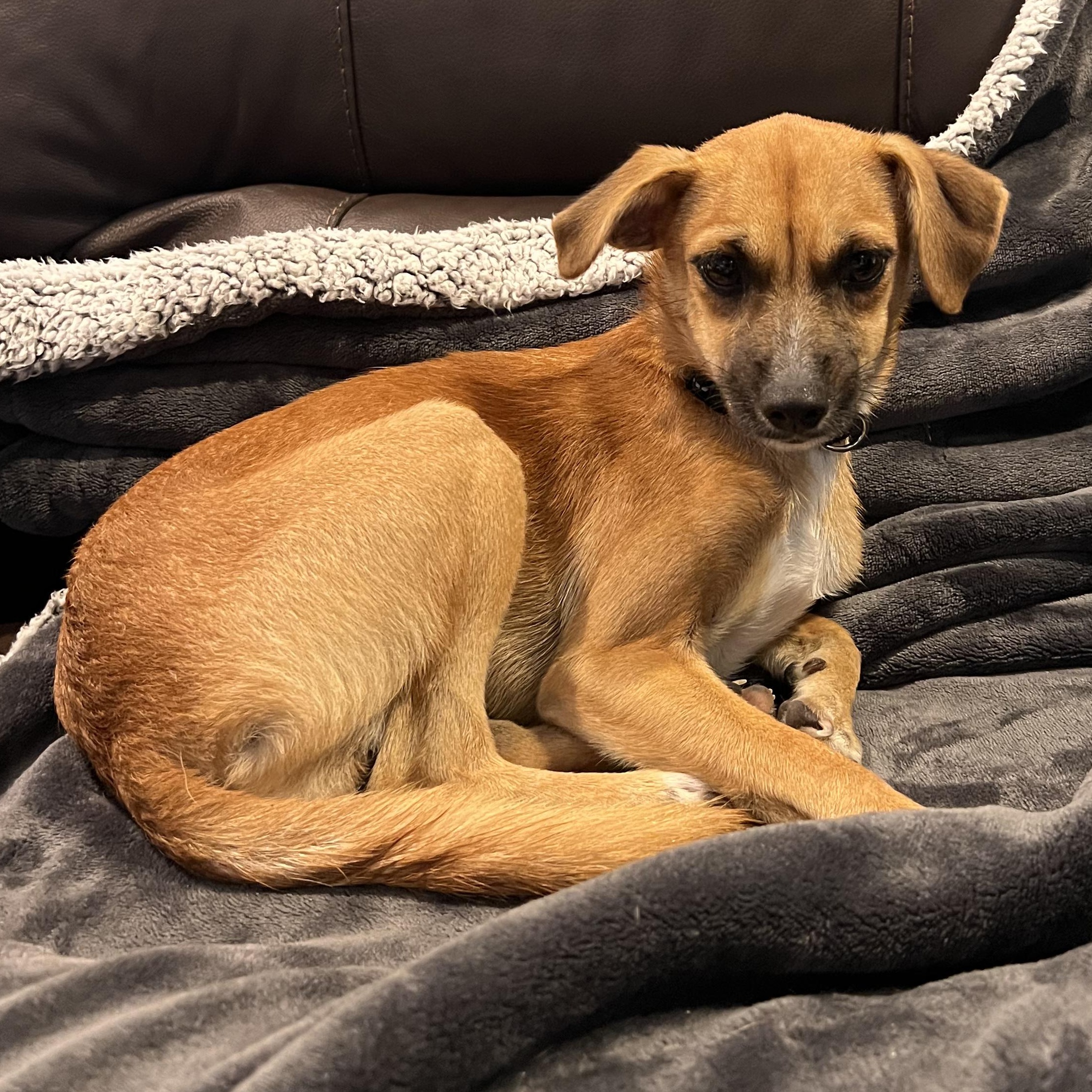 Enlarge Sylvia, a Adoptable mixed breed in Forest Hills, NY image 2/6