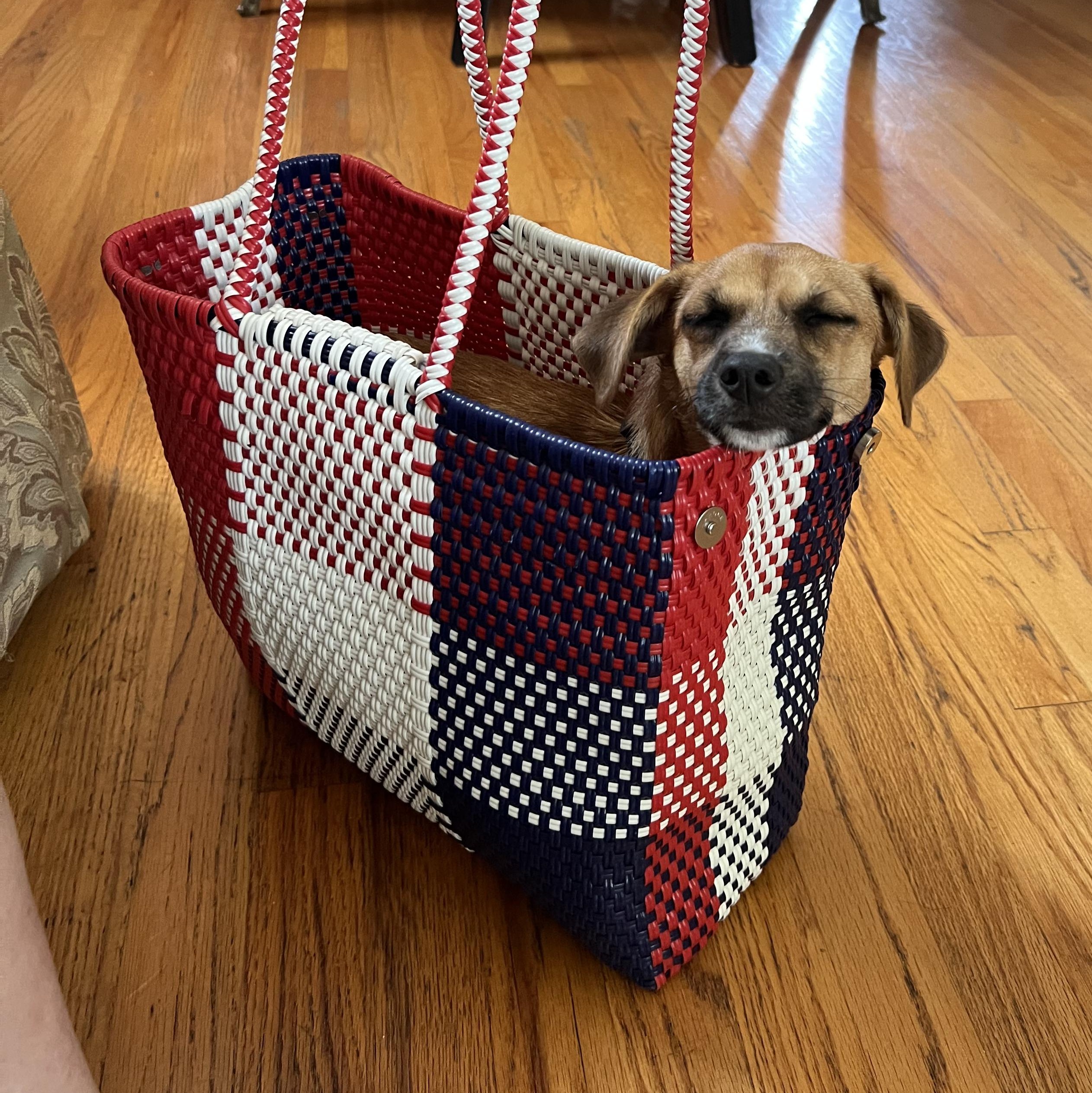 Enlarge Sylvia, a Adoptable mixed breed in Forest Hills, NY image 3/6