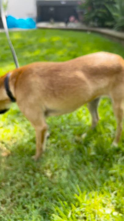 Enlarge Sylvia, a Adoptable mixed breed in Forest Hills, NY video 4/6
