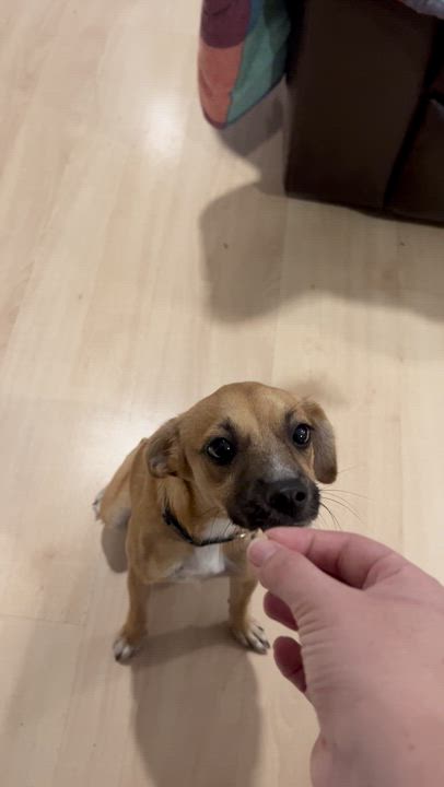 Enlarge Sylvia, a Adoptable mixed breed in Forest Hills, NY video 6/6