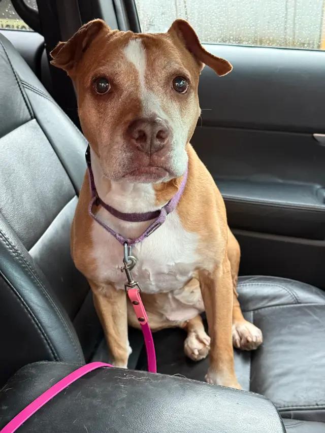 Princess, ADOPTABLE, Senior Female American Staffordshire Terrier.