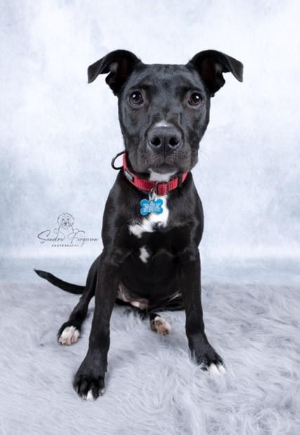 Enlarge Trina, a ADOPTABLE mixed breed in White Plains, NY image 2/5