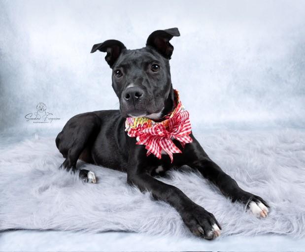 Enlarge Trina, a ADOPTABLE mixed breed in White Plains, NY image 3/5