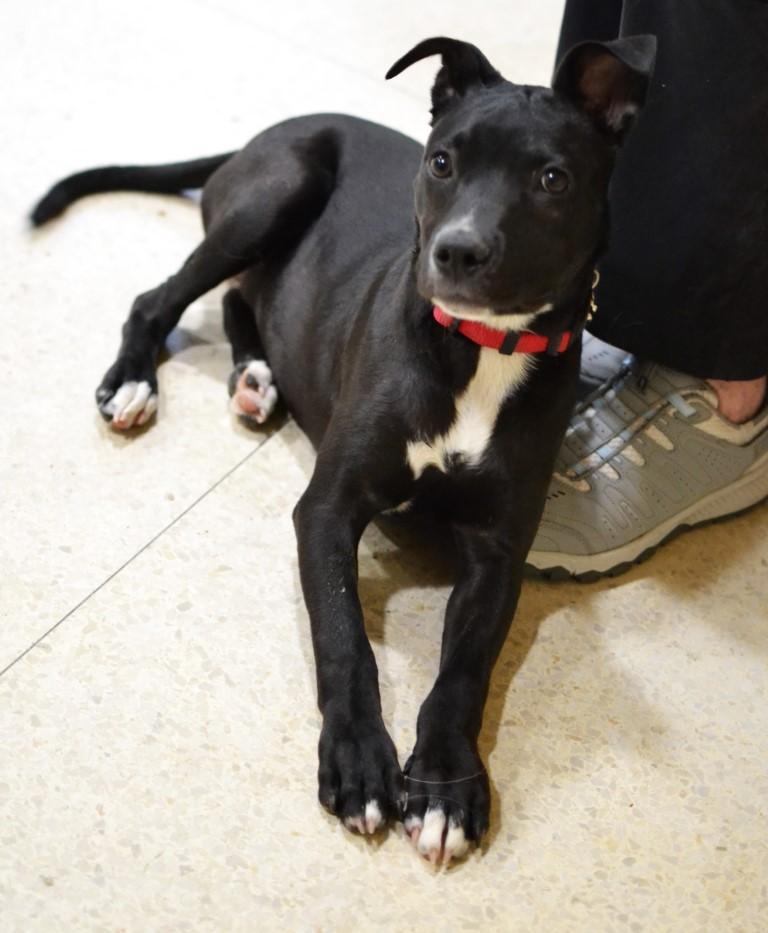 Enlarge Trina, a ADOPTABLE mixed breed in White Plains, NY image 2/5