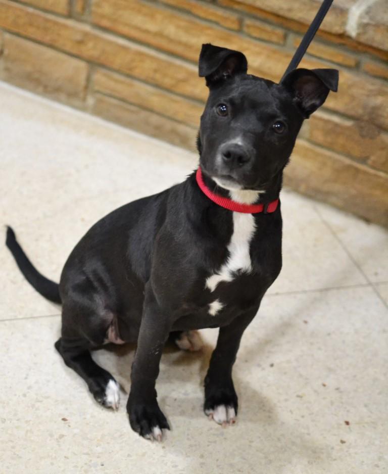 Enlarge Trina, a ADOPTABLE mixed breed in White Plains, NY image 3/5