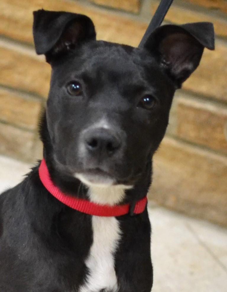 Trina, ADOPTABLE, Puppy Female Pit Bull Terrier.