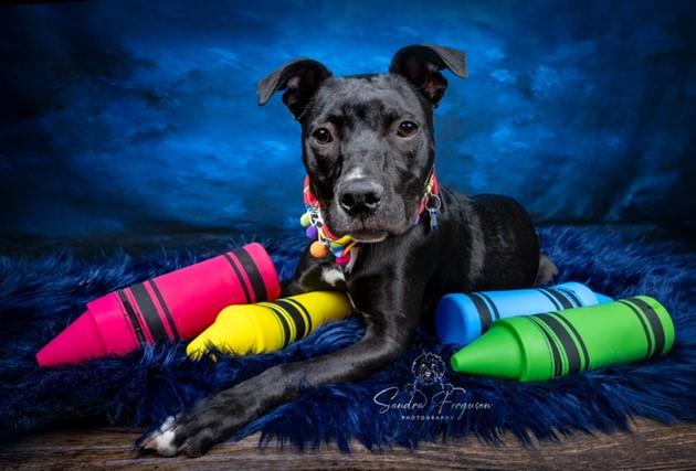 Enlarge Trina, a ADOPTABLE mixed breed in White Plains, NY image 4/5