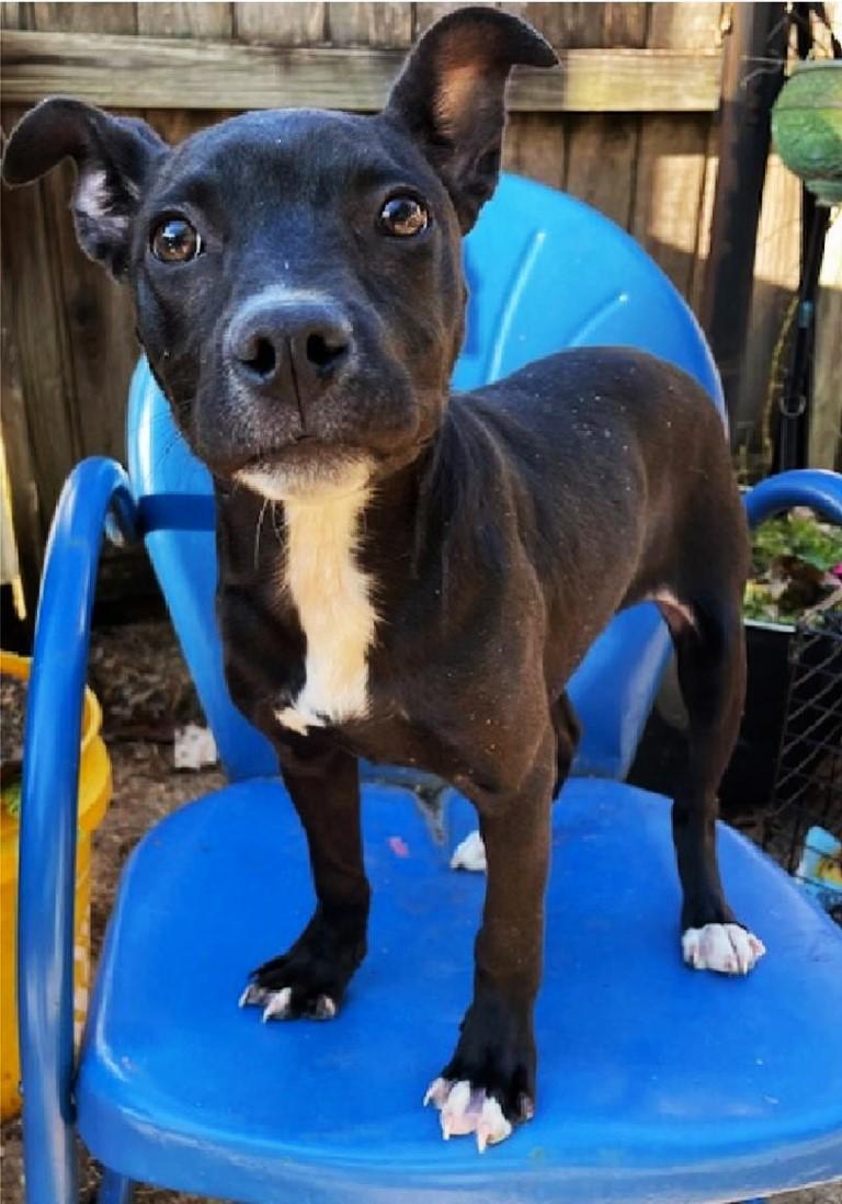 Enlarge Trina, a ADOPTABLE mixed breed in White Plains, NY image 4/5