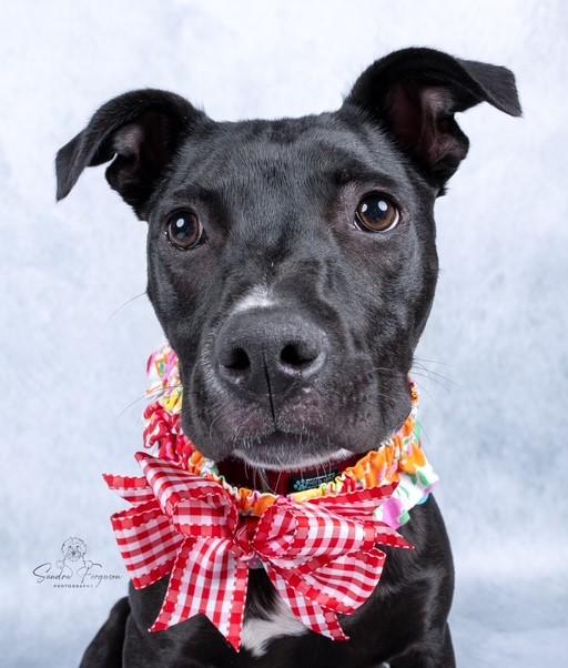 Enlarge Trina, a ADOPTABLE mixed breed in White Plains, NY image 1/5