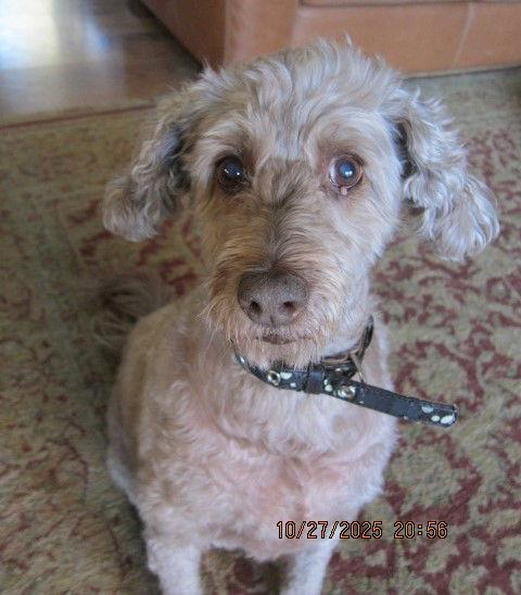 Enlarge Harley, a Adoptable Poodle in Etobicoke, ON image 1/3