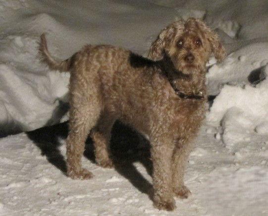 Enlarge Harley, a Adoptable Poodle in Etobicoke, ON image 2/3
