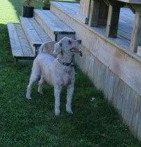Enlarge Harley, a Adoptable Poodle in Etobicoke, ON image 3/3