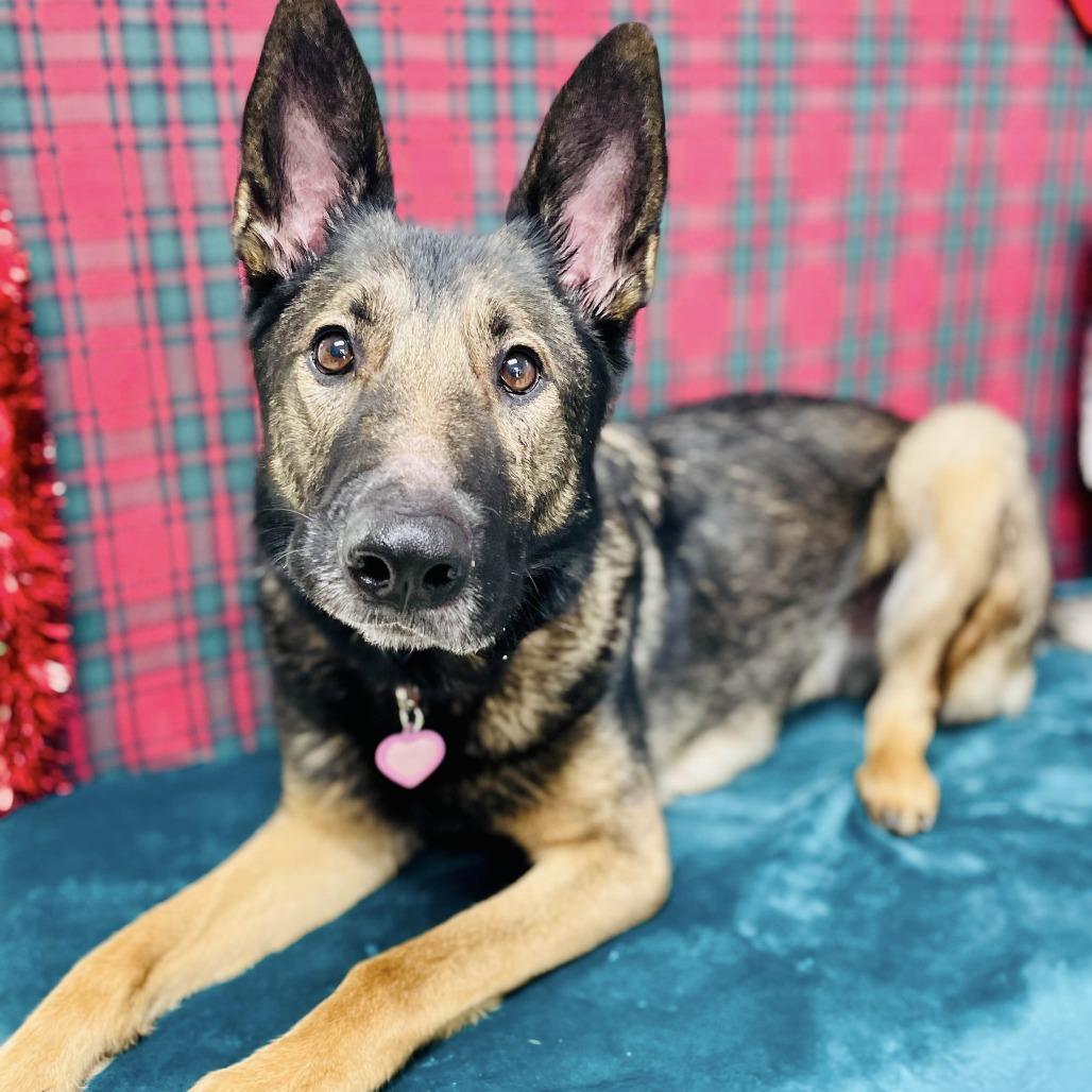 Kerry, Adoptable, Adult Female German Shepherd Dog.
