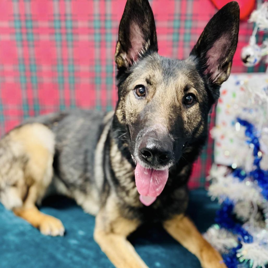 Enlarge Kerry, a Adoptable German Shepherd Dog in Lebanon, MO image 2/4