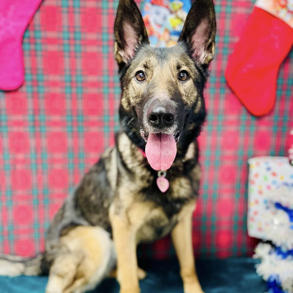 Enlarge Kerry, a Adoptable German Shepherd Dog in Lebanon, MO image 3/4