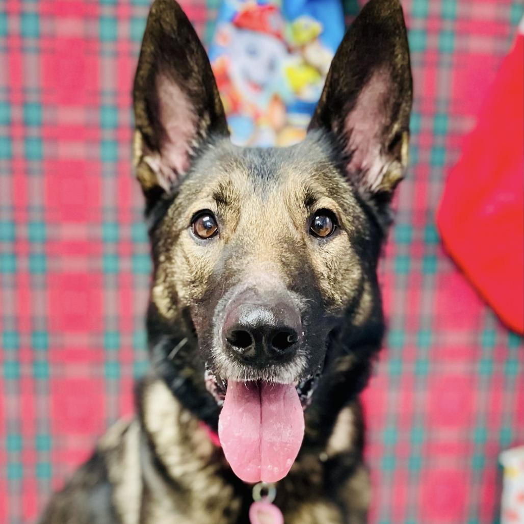 Enlarge Kerry, a Adoptable German Shepherd Dog in Lebanon, MO image 4/4