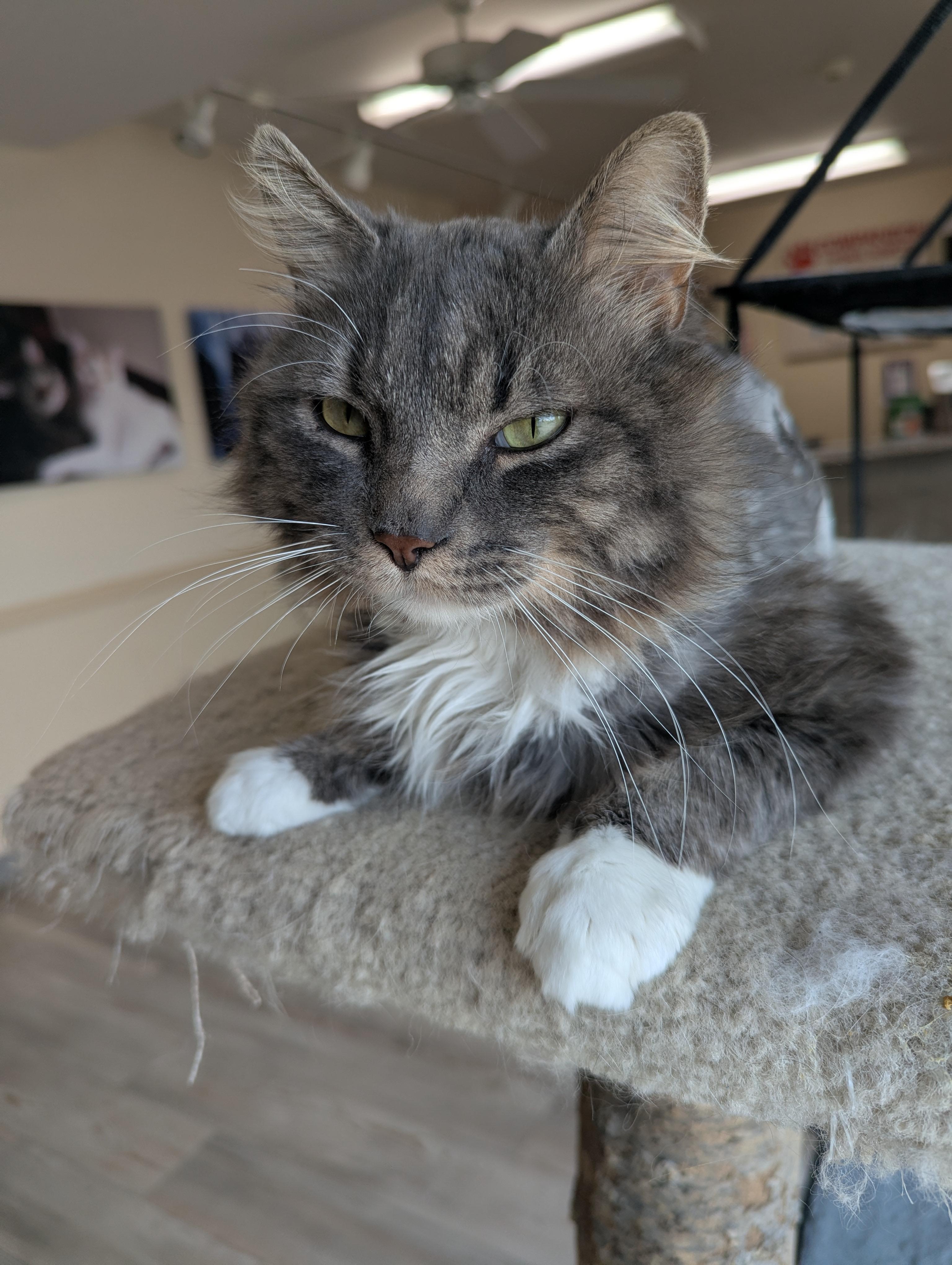 Otto, a ADOPTABLE Domestic Long Hair in Madison, WI image 1/3