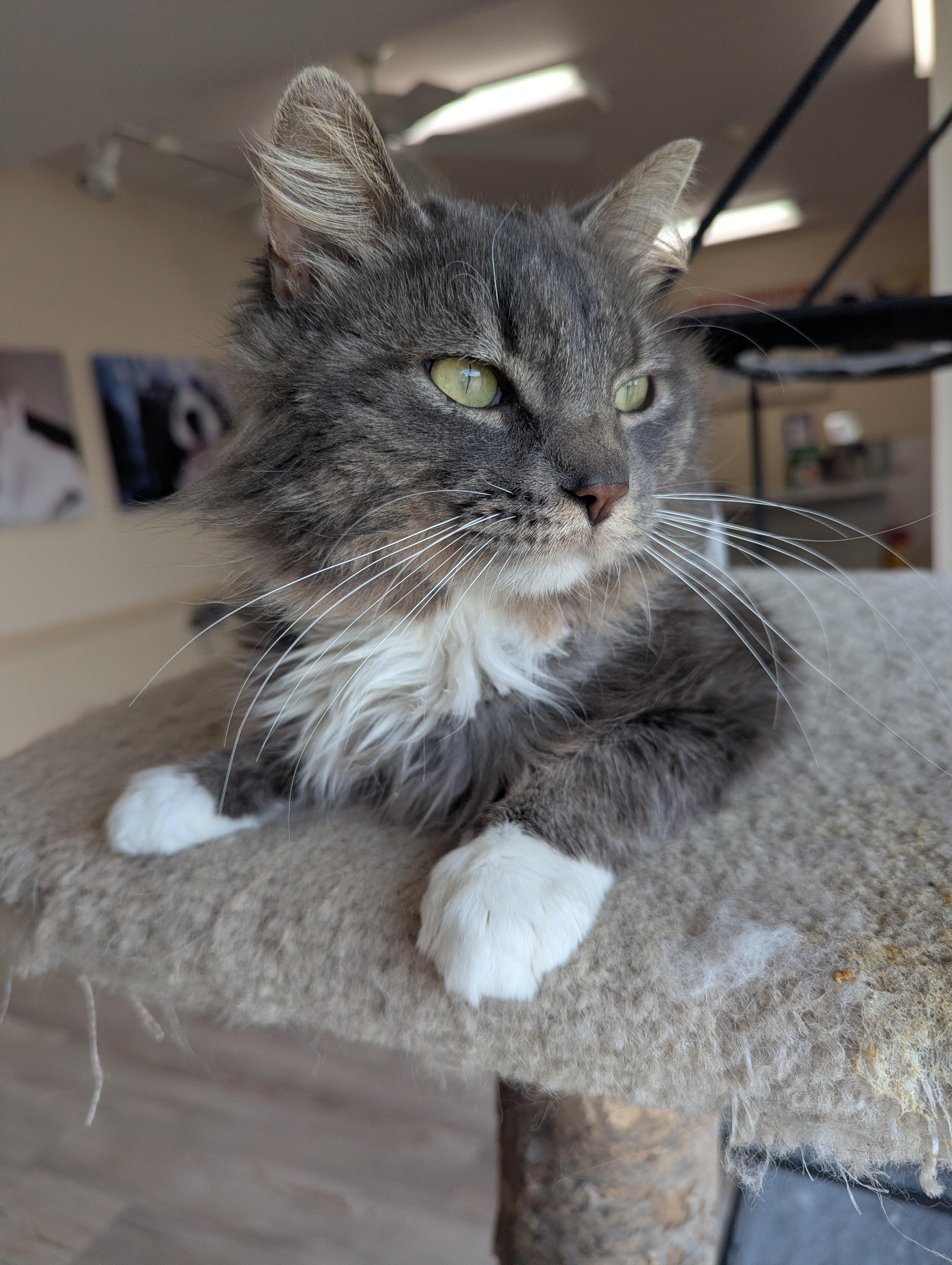 Otto, a ADOPTABLE Domestic Long Hair in Madison, WI image 2/3