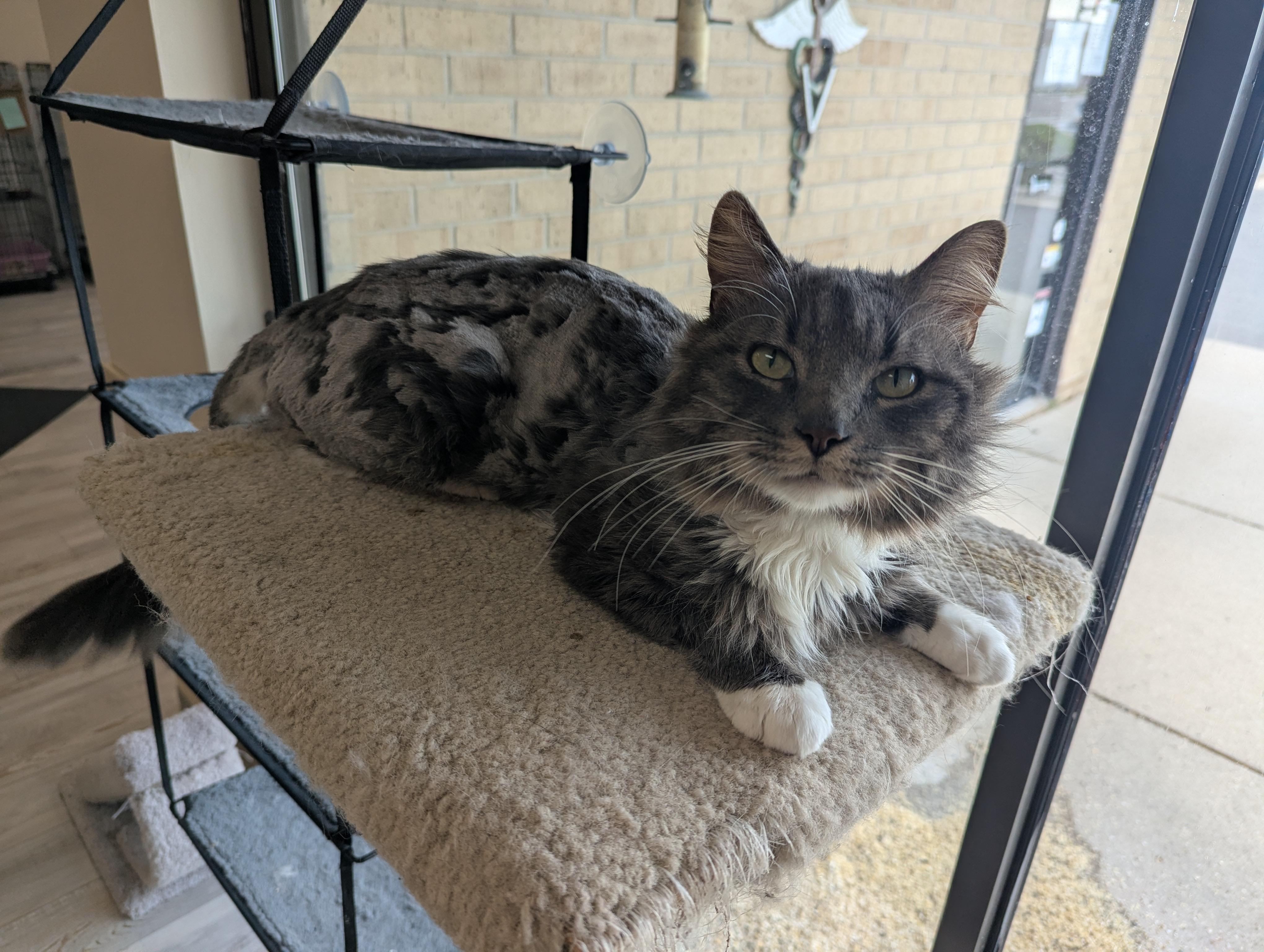 Otto, a ADOPTABLE Domestic Long Hair in Madison, WI image 3/3