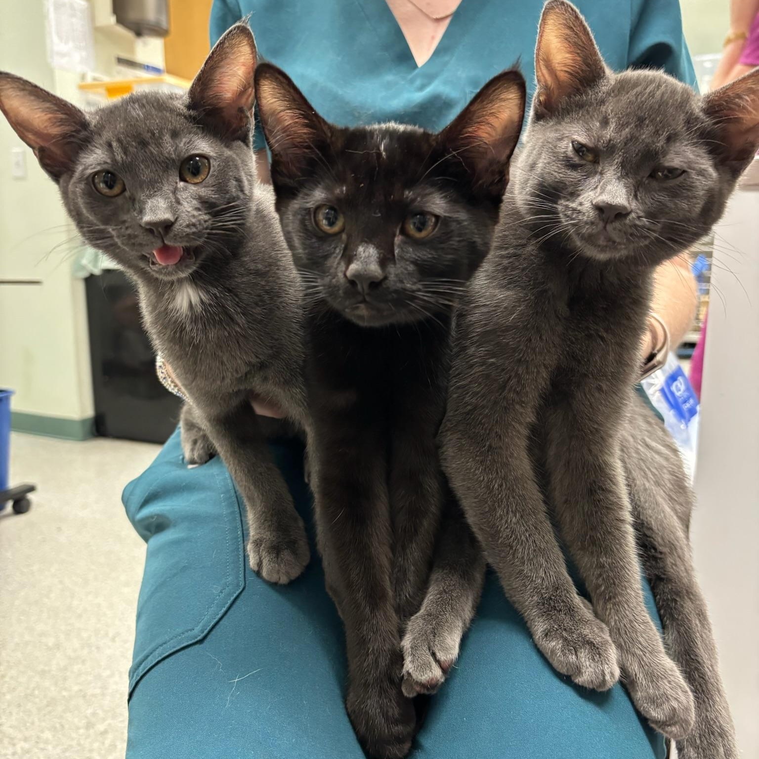 Arwin, a ADOPTABLE Domestic Short Hair in Kent, WA image 2/2