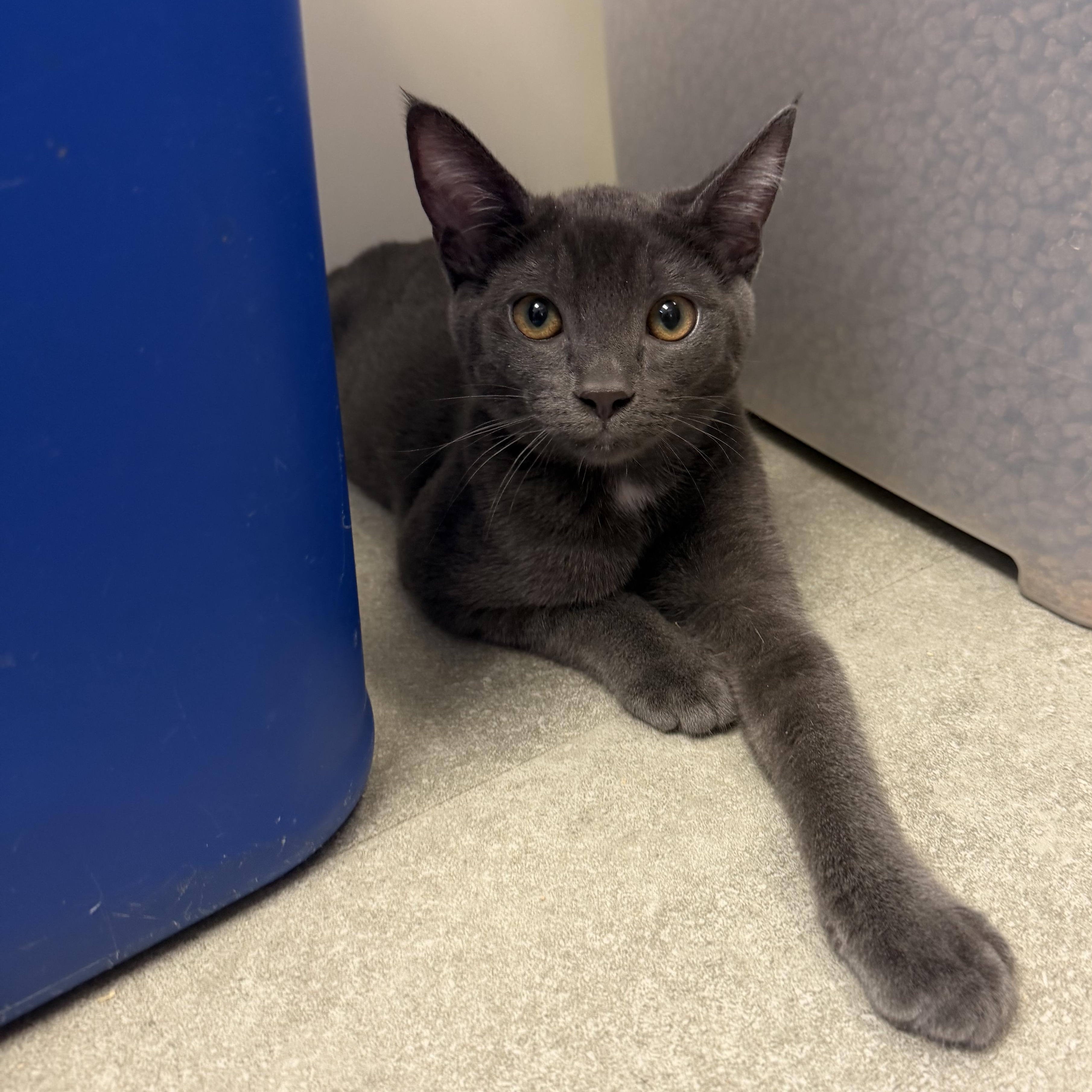 Arwin, ADOPTABLE, Kitten Female Domestic Short Hair.