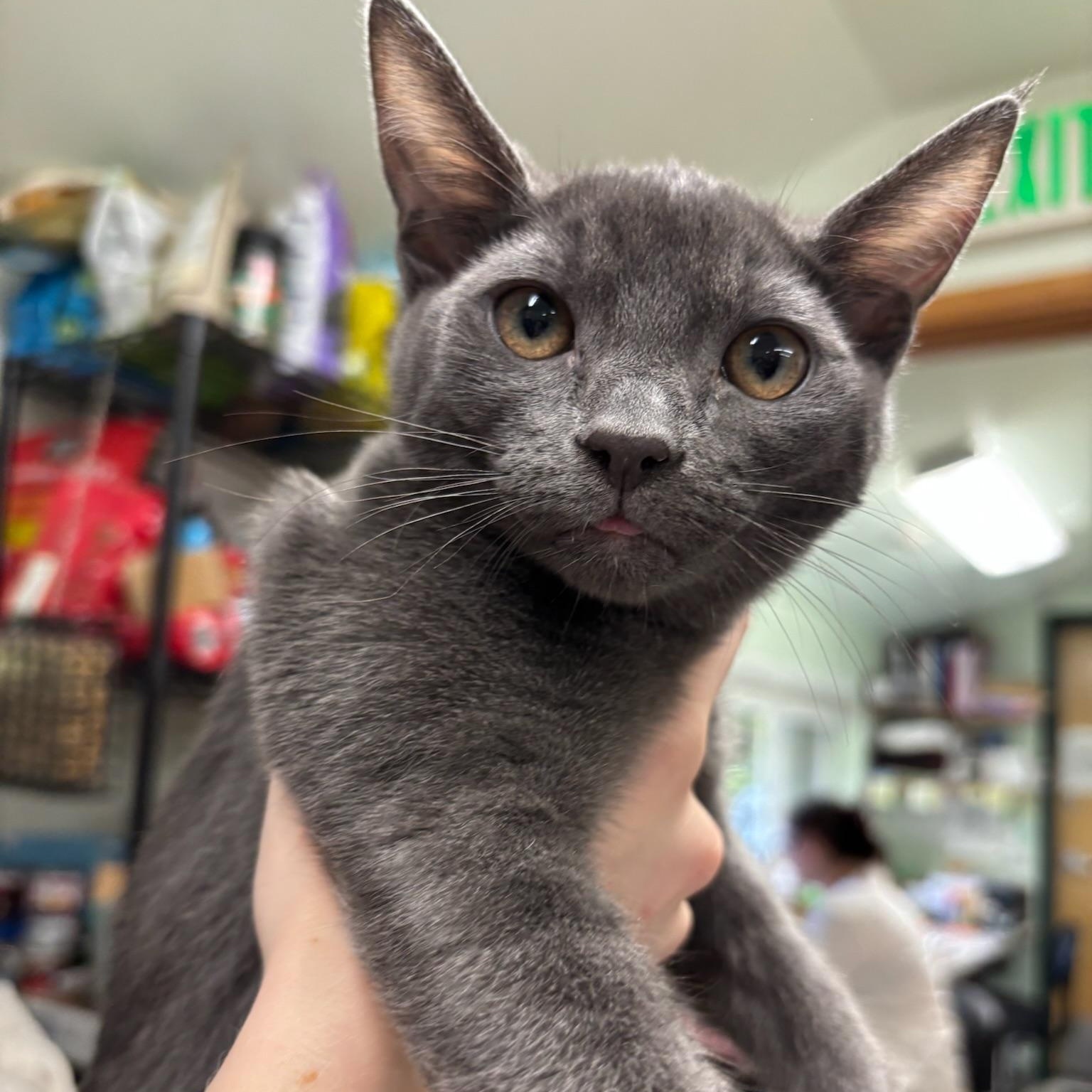 Arwin, a ADOPTABLE Domestic Short Hair in Kent, WA image 1/2