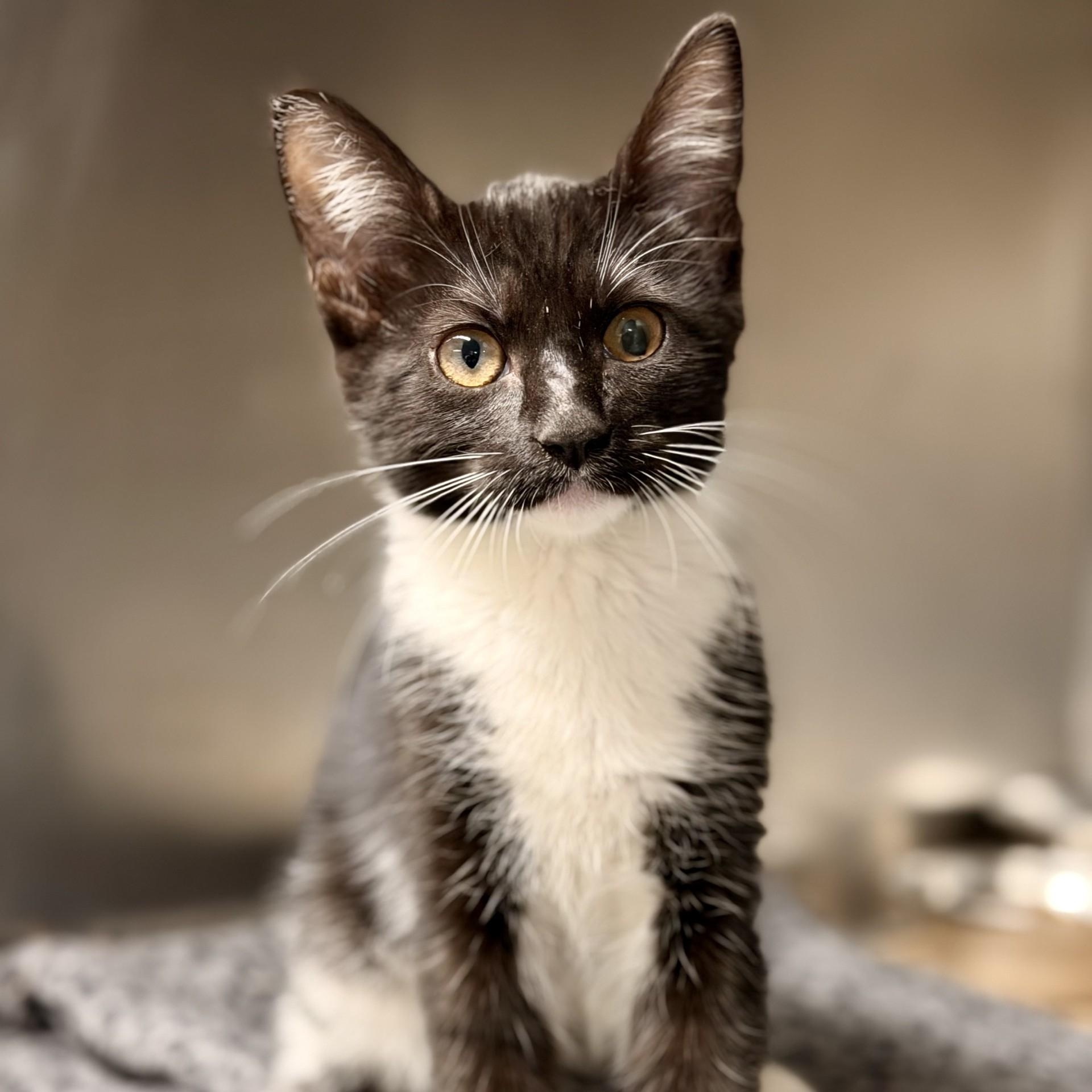 Enlarge Emmylou, a ADOPTABLE Domestic Short Hair in Jackson, NJ image 1/2