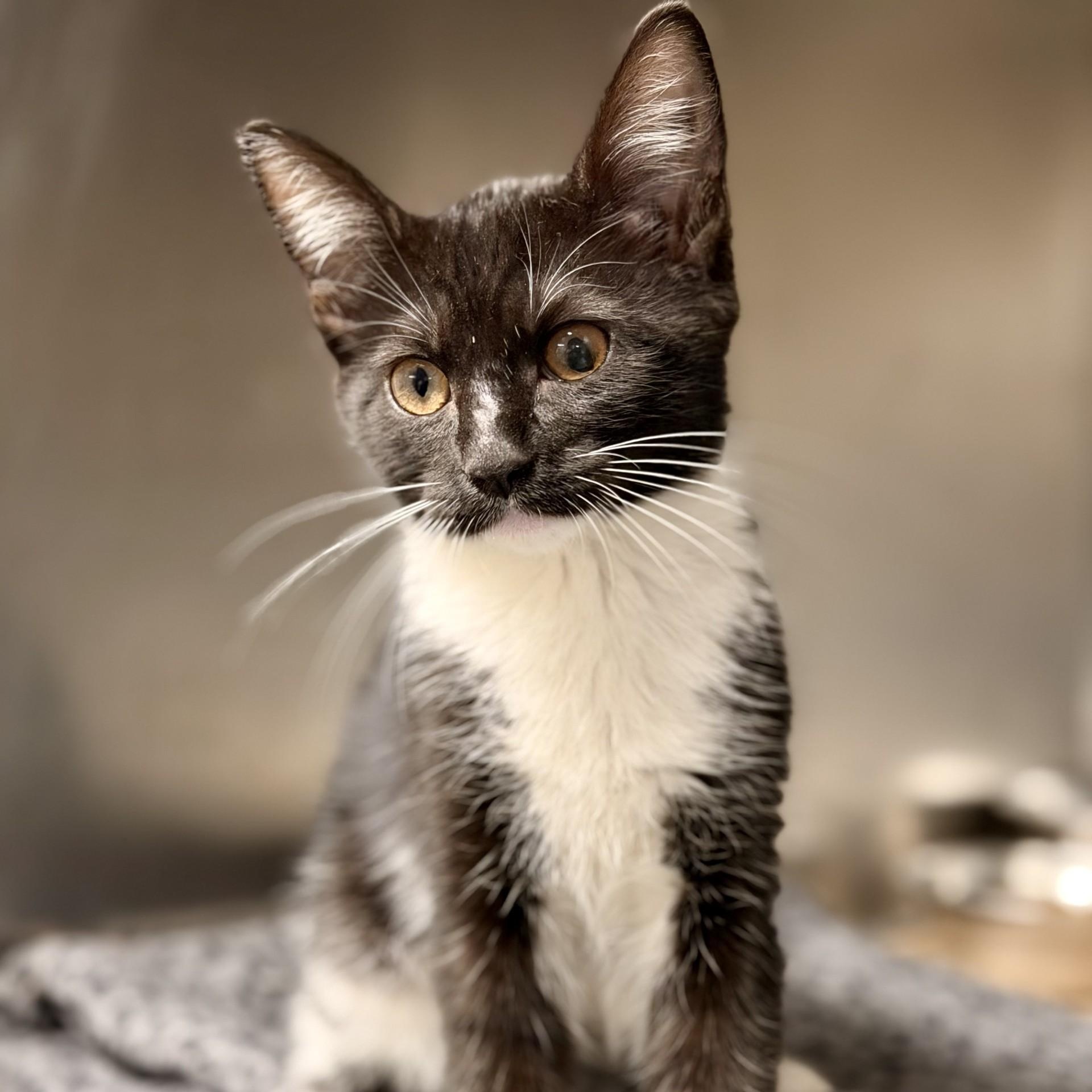 Enlarge Emmylou, a ADOPTABLE Domestic Short Hair in Jackson, NJ image 2/2