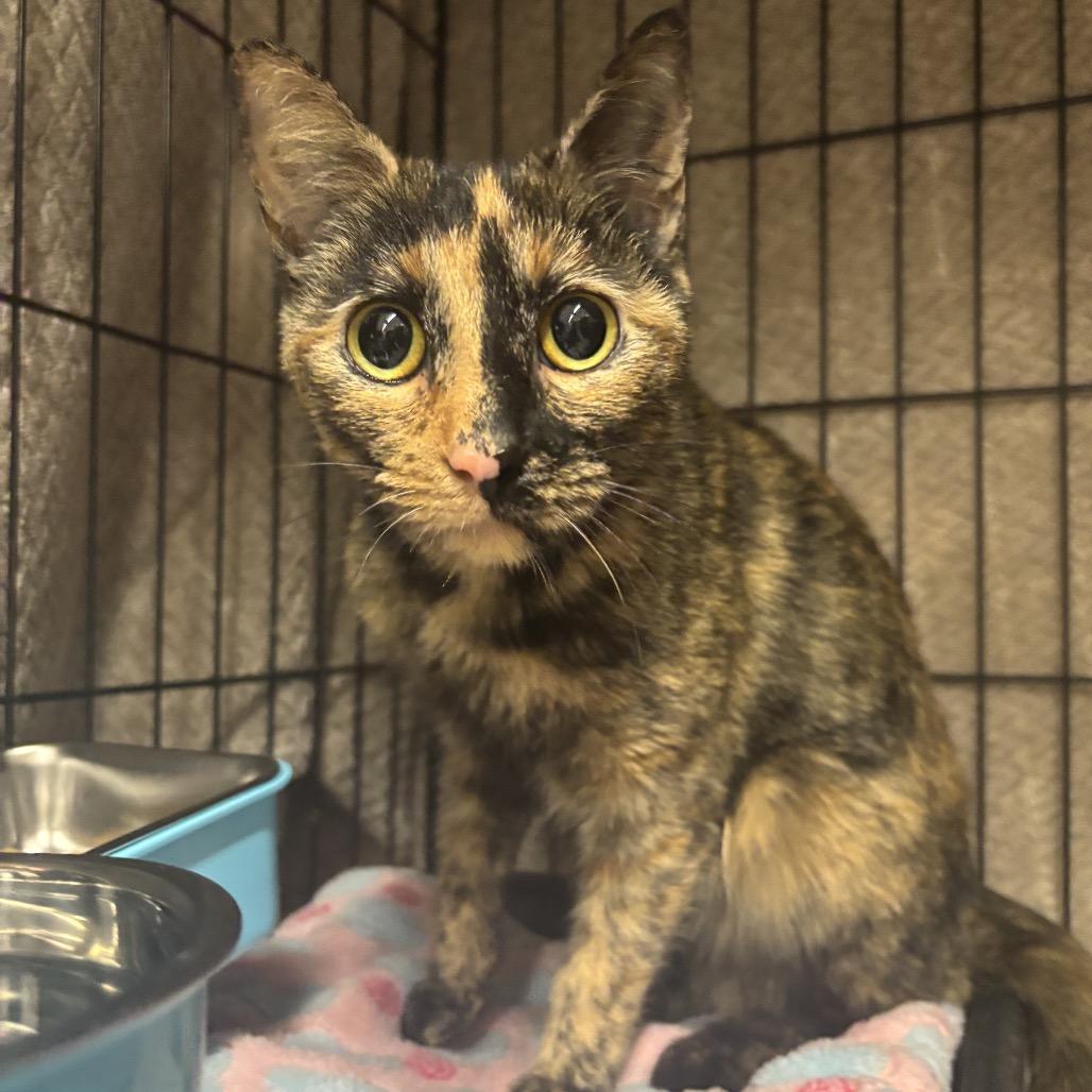 Enlarge Chili, a Adoptable Domestic Short Hair in Middleburg Heights , OH image 1/6