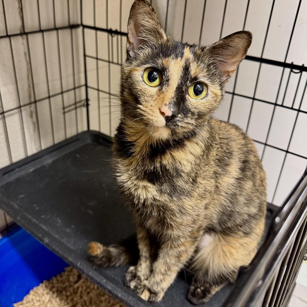 Enlarge Chili, a Adoptable Domestic Short Hair in Middleburg Heights , OH image 2/6