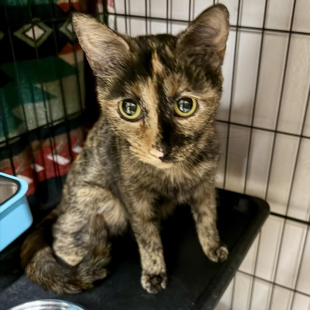 Enlarge Chili, a Adoptable Domestic Short Hair in Middleburg Heights , OH image 3/6